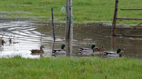 Littleacorns Ducks in Southam