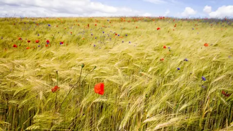 Getty Images crops