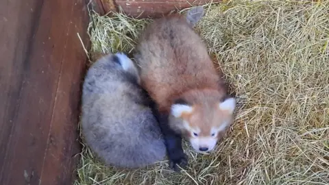 CURRAGHS WILDLIFE PARK Two red panda cubs inside a nesting box