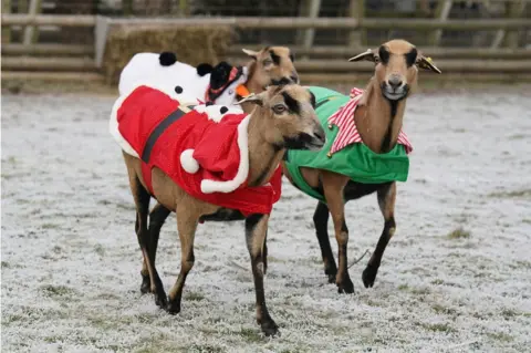 PA Media Sheep wear jumpers resembling Father Christmas, a Christmas elf and a snowman.