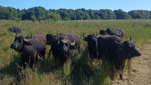 Kingfishers Bridge Nature Reserve Water buffalo at Kingfisher Bridge