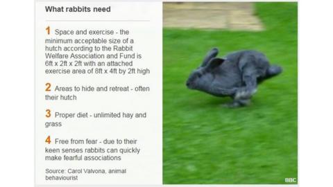 Jack the rabbit treated for aggressive behaviour - BBC News