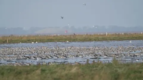 Shaun Whitmore/BBC Birds at the RSPB in Snettisham, Norfolk