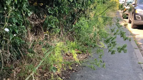 Vikki Irwin/BBC Hemlock on an overgrown path in Bucklesham, Suffolk.