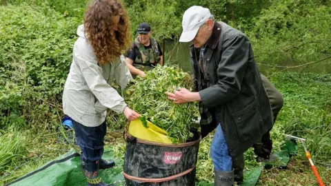CABI Removing the floating pennywort