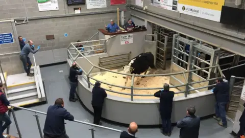 BBC A cow in a pen in an indoor venue being looked at by a number of spectators