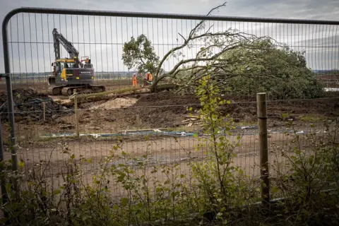 Phil Coomes/BBC A large tree being moved to the new site