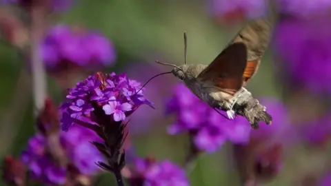 Peter Gunton October 2020 - a Humming Bird Moth feeding in the walled garden