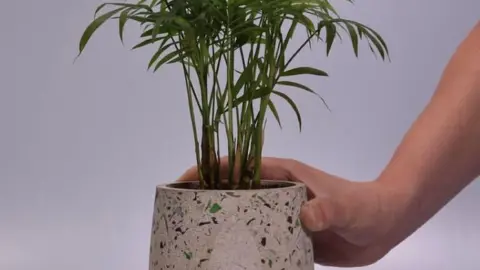 Sheffield Hallam University The plant pot