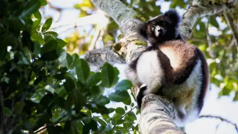 Victoria Gill Lemur (c) Victoria Gill