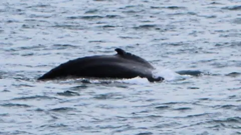 Ben and Katie Hellowell Fin of a humpback whale