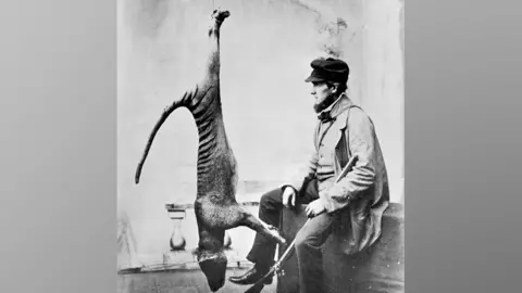 Tasmanian Museum and Art Gallery Trophy photograph, hunter and thylacine