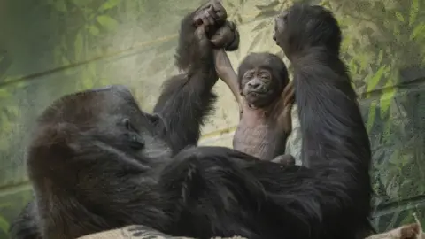 London Zoo Baby gorilla