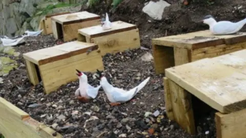 Ian Sims Roseate tern decoys and nest boxes