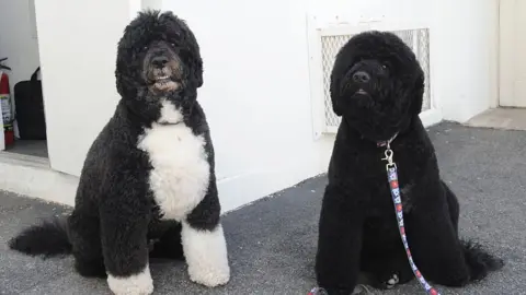 Getty Images Bo and Sunny Obama