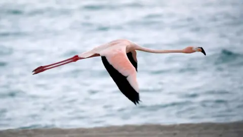 Getty Images A flamingo in flight over a Miami beach, May 2018.