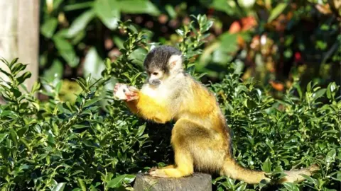 Zoological Society of London/PA Wire  Handout image by the Zoological Society of London of a monkey eating an ice lolly