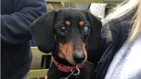 BBC Whisky the dachshund