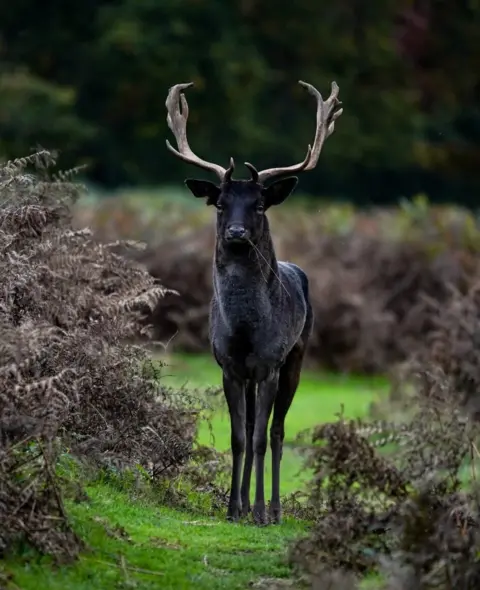 Chloe Porter A Deer in the park