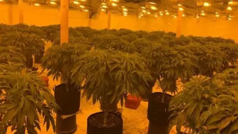 PSNI Cannabis plants