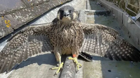 Worcester Cathedral Peregrine falcon