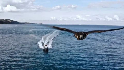 Skypro Productions falcon flying over sea