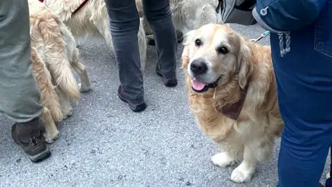 Yorkshire golden best sale retriever rescue