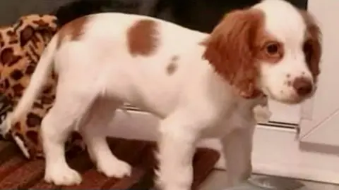 Rob Sleath Fudge - a four-month-old male cocker spaniel