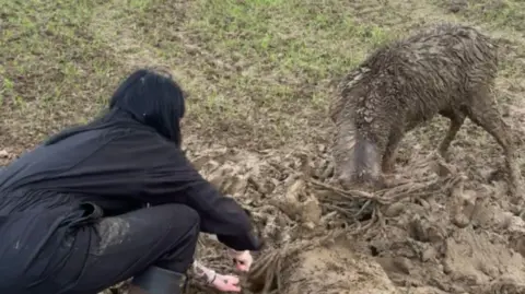 Jessica Groucott Jessica Groucott is using a blade to cut through rope which has attached two large brown deer together. One deer is on the floor another has its head to the floor as Jessica cuts at the rope. It is in a muddy field.