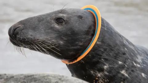 Rosie Barrett Seal with ring around neck