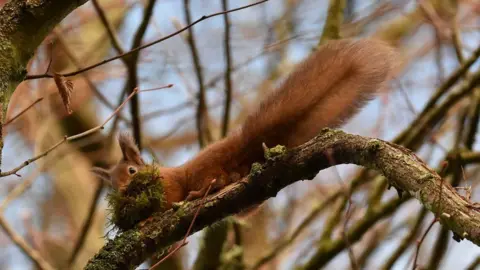 Red squirrel