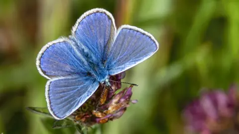 Getty Images Adonis blue butterfly