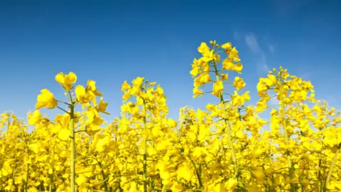 Getty Images Oilseed rape