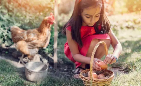 Getty Images A girl collecting eggs