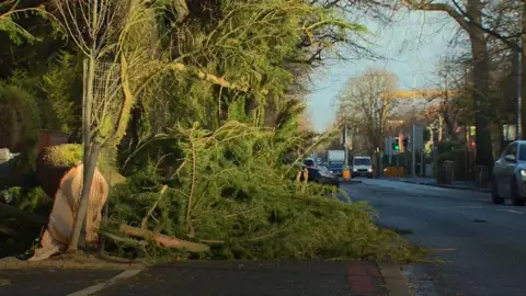 Fallen tree on Ravenhill Road, Belfast