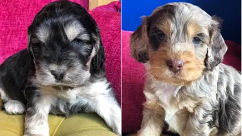 Lancashire Police Puppies stolen