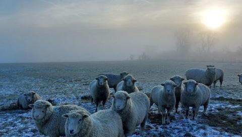 Sheep in Butterton