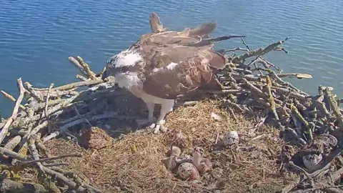 Leicestershire and Rutland Wildlife Trust An image of an osprey in a nest with two chicks and two eggs.