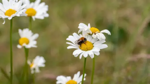 Getty Images A bee pollinates a white English daisy among the meadows of Southlands, Stockton on Tees , Yorkshire, UK