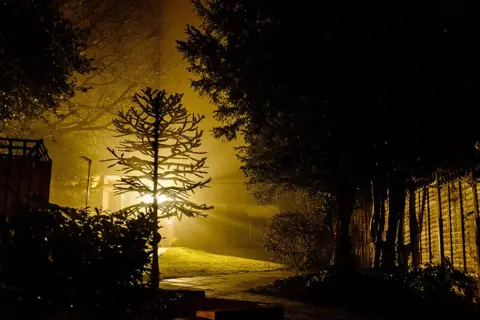 Paul Treacy Monkey Puzzle tree