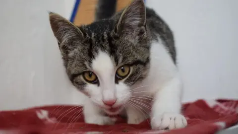 Blue Cross Malo the cat