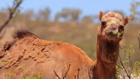 Getty Images A feral camel in Australia