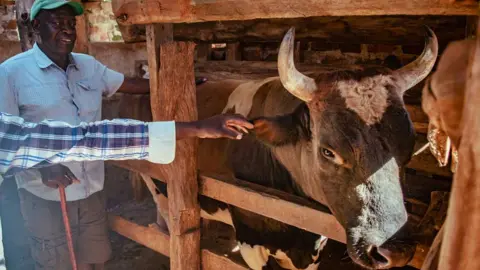 Duncan Moore Gerald Ashiono, chairman of the local Bull Owners Welfare group, looks on at his prize bull Imbongo in western Kenya