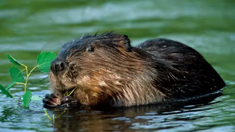 Arterra/Getty Images Beaver eating a branch