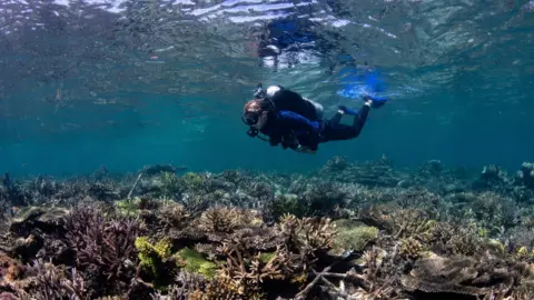 The Ocean Agency Restored reef after three years