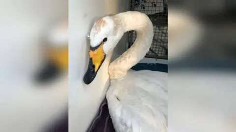 RSPCA swan