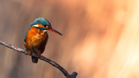 Getty Images Kingfisher