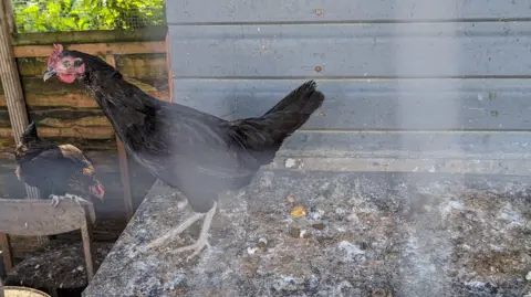RSPCA A malnourished chicken standing in an enclosure. There is another chicken perched on the top of a wooden chair. 