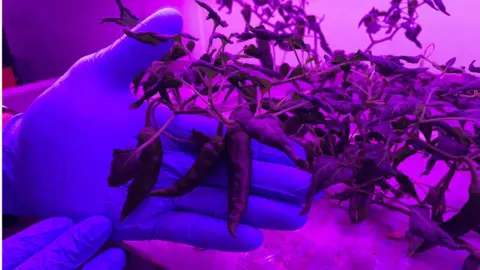 Kate Bradbrook/BBC Chillies grown in a vertical farm