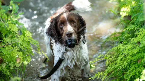 Paul Joynson-Hicks A springer spaniel on a leash with a toy in its mouth in a river in Arusha, Tanzania